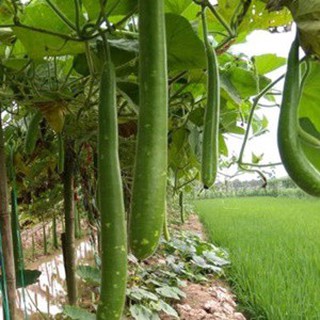 Gói 10 hạt giống bầu sao trái dài dễ trồng