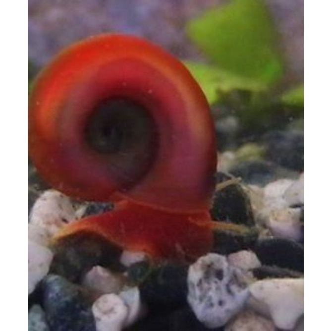 5 Ốc táo đỏ trang trí hồ cá, bể cá cảnh ( 5 tặng 1)