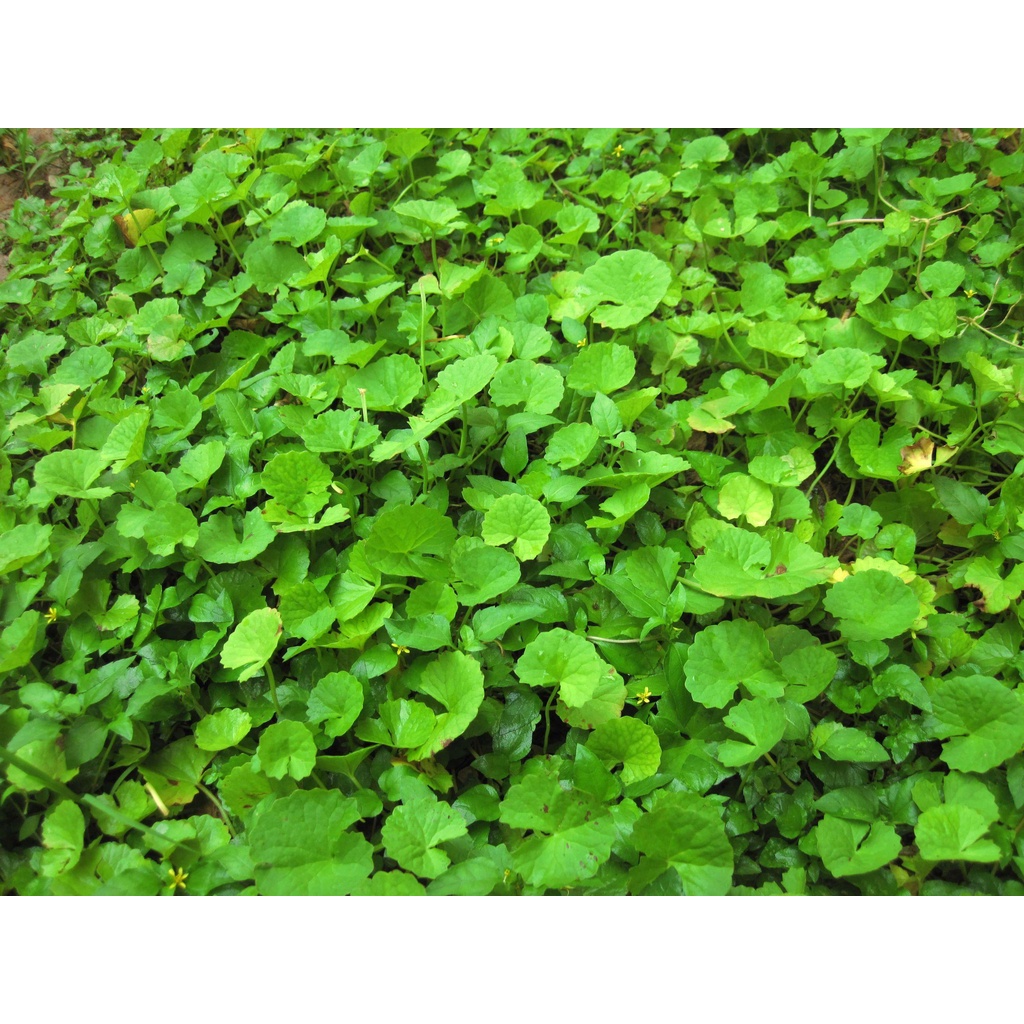 HẠT GIỐNG RAU MÁ - CHỨA NHIỀU CHẤT DINH DƯỠNG