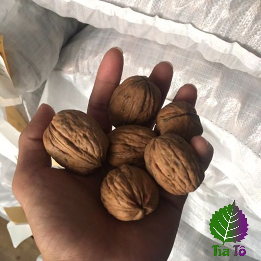 500GRAM HẠT ÓC CHÓ MỸ NGUYÊN VỎ SẤY KHÔ LOẠI 1 TẶNG DỤNG CỤ TÁCH HẠT WALNUT HẠT SẤY KHÔ ĂN VẶT