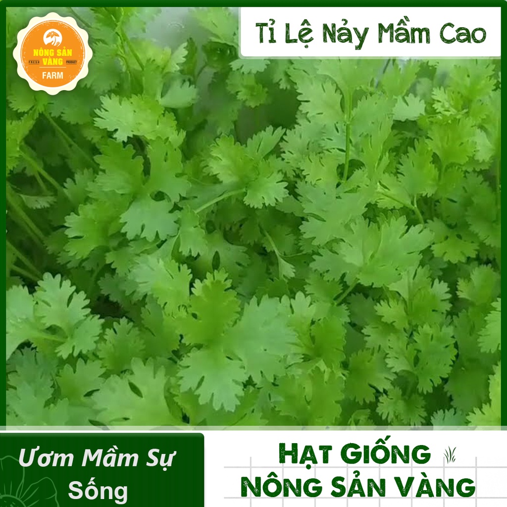 Hạt giống Rau Ngò Ta (Ngò Rí) ( Gói 20 Gram ) - Nông Sản Vàng