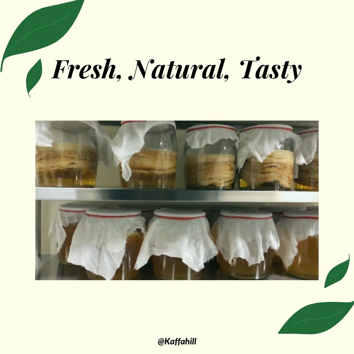 Con giống Scoby & Nước mồi làm trà Kombucha - Hữu cơ - Khỏe mạnh - Hỗ trợ tư vấn chăm sóc - Kaffa Hill