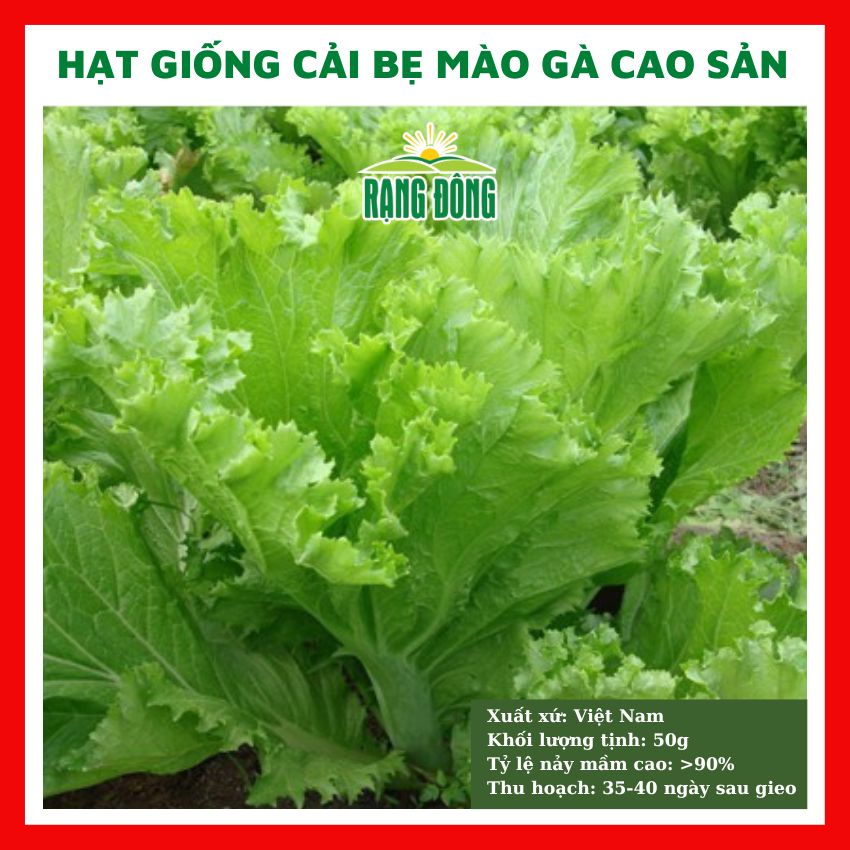 Hạt giống rau cải bẹ mào gà cao sản ngon ngọt - rau củ quả trồng chậu, sân vườn ban công ngon giòn ngọt 20gr RADO 101