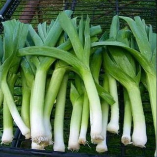 hạt giống tỏi tây tốt cho sức khỏe