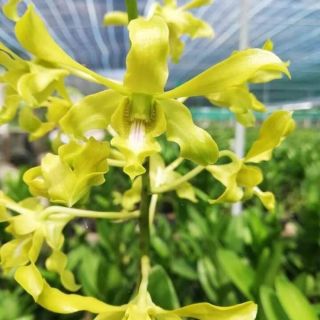 Lan denro nắng rồng xanh tơ đẹp chậu thuần khoẻ