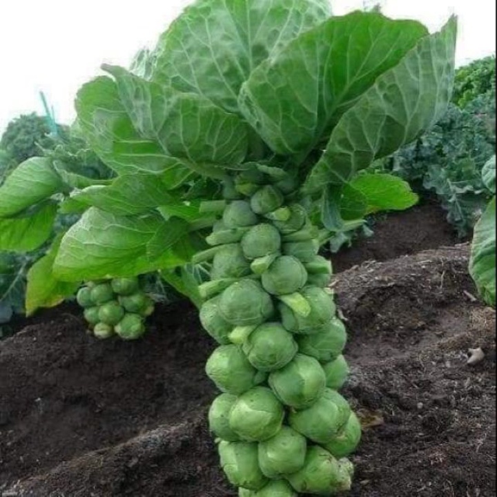 Hạt giống Bắp Cải Tí Hon Xanh Brussels Sprouts 219