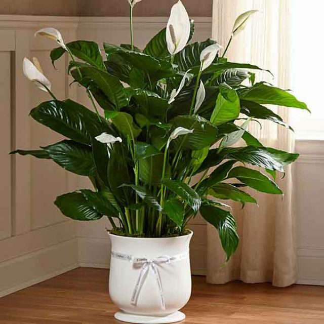 Chậu cây lan ý siêu khỏe