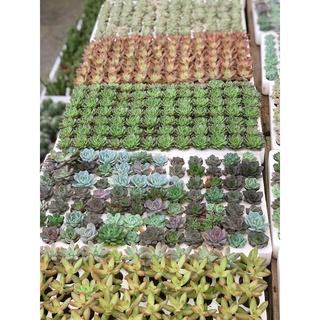 Sen Vỉ Mini Cây Trang Trí Để Bàn