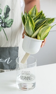 Chậu tự hút nước Good morning