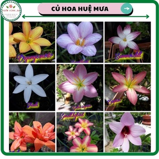 Củ giống hoa huệ mưa, tóc tiên nhiều màu hoa, trồng quanh năm