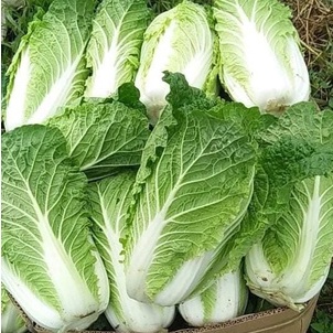 Hạt giống rau cải thảo cực dễ trồng nảy mầm trên 90%