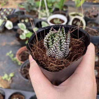 Sen Đá Móng Rồng