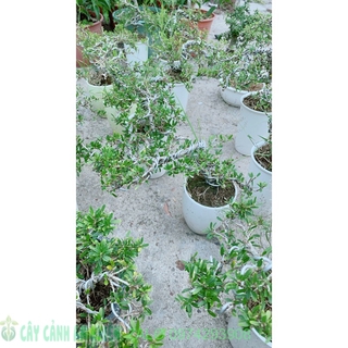 Linh sam bonsai 86