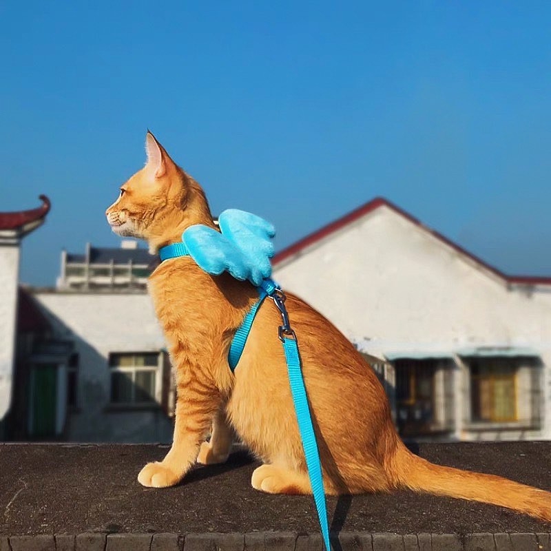 Dây Dắt Cánh Tiên Đáng Yêu