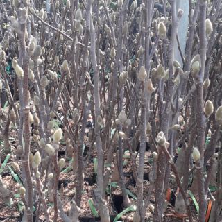 Combo 2 cây mộc lan