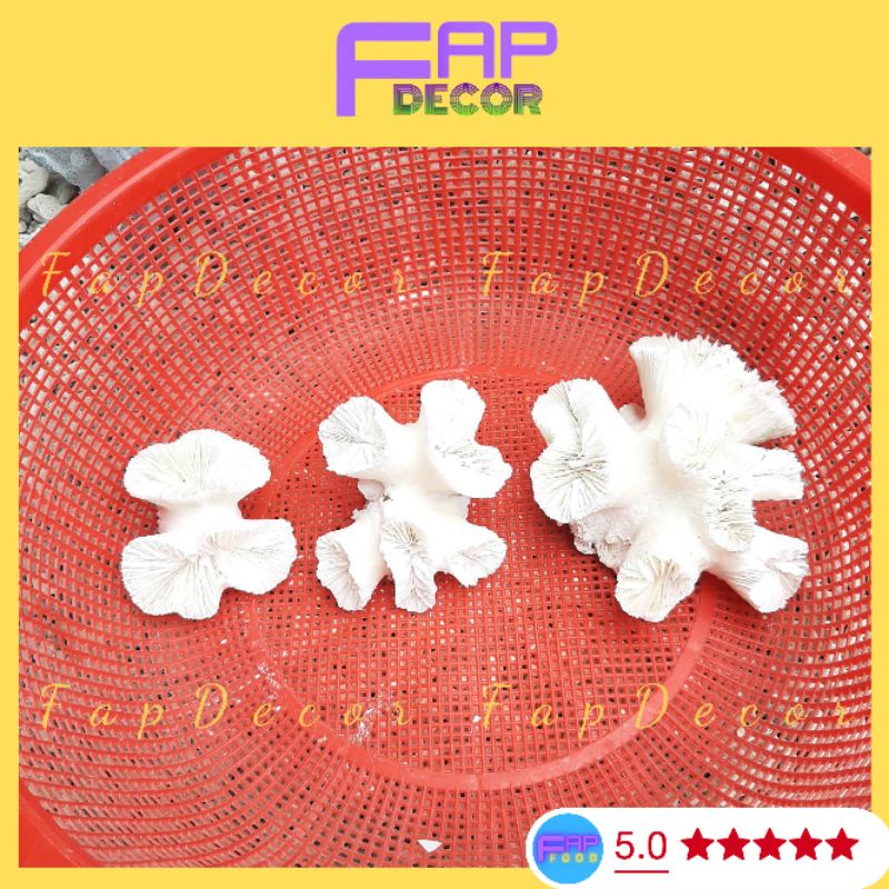 Chùm Bông Rạn San Hô Trắng Thiên Nhiên Trang Trí Thủy Sinh, Decor Bể Cá, Làm Quà Tặng, Trang Trí Kệ Tủ - FapFood