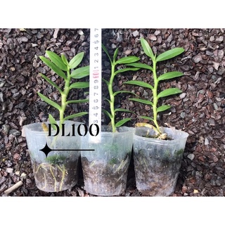 hoa lan giả hạc DL100