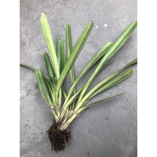 combo 4 thân hoa lan kiếm tiên vũ