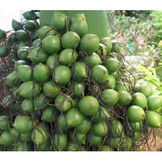 Cây giống Cau Lùn Tứ Quý ( Cao 10 - 20cm )