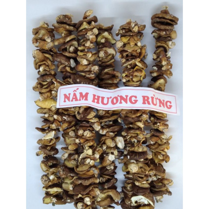 Nấm hương rừng