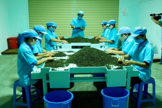 Trà Ô Long Tứ Quý Phương Nam