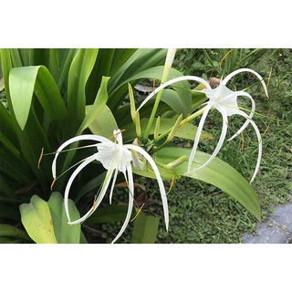 Cây đại tướng quân