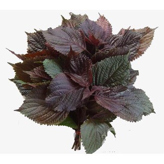 Hạt giống rau tía tô (5gam)