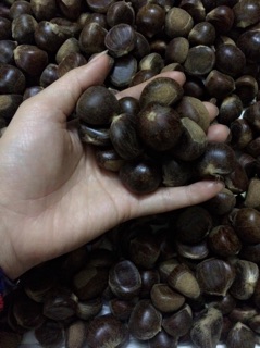 5kg hạt dẻ sapa
