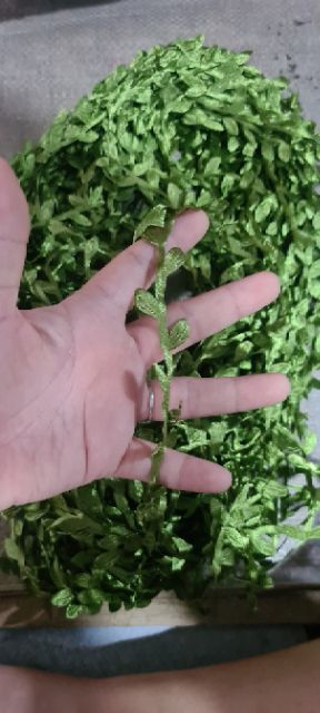 Cuộn lá vải dùng trang trí, làm vòng hoa đội đầu