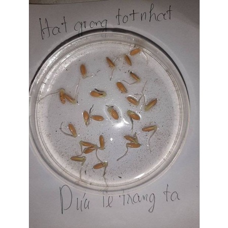 Hạt giống dưa lê ta 34 hạt nảy mẫm 99%