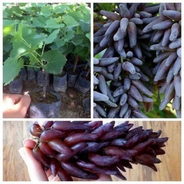Cây giống nho ngón tay