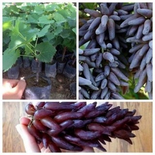Cây giống nho ngón tay