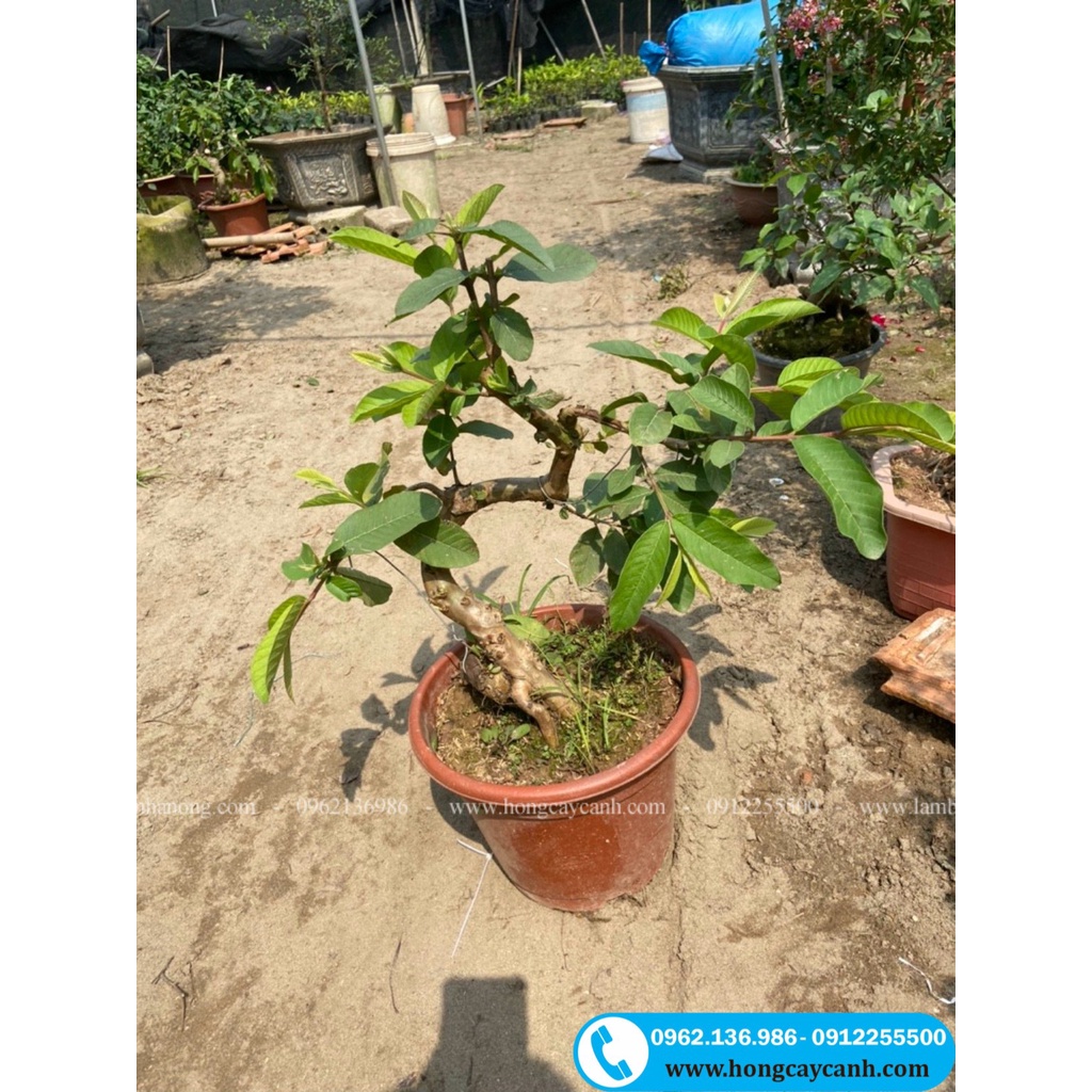 Cây Ổi BonSai II Cây Ổi Cảnh Đẹp