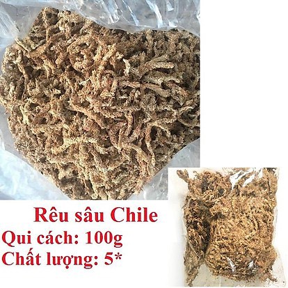 Rêu sâu Chile trồng lan