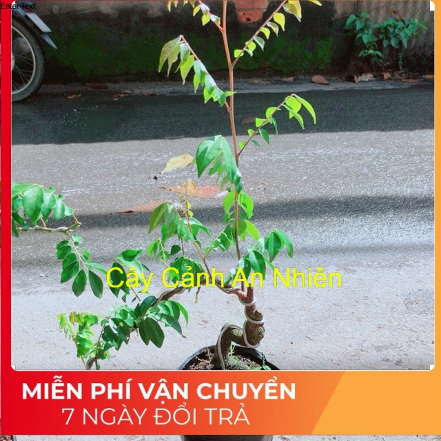 Cây Khế Bonsai