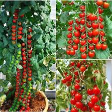 30 hạt giống cà chua cherry chuỗi ngọc siêu ngọt