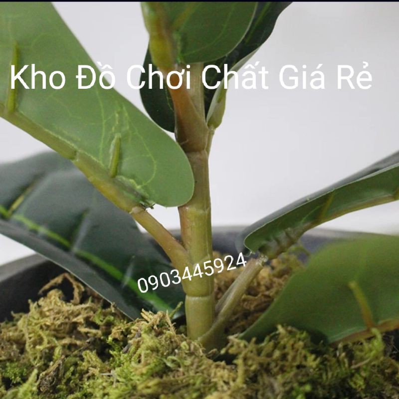 Cây bàng 1 nhánh lá bóng cao 58cm-Cây giả