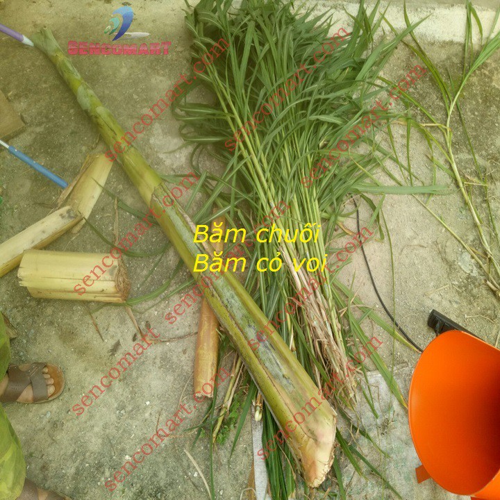 Máy băm chuối khung sắt 4 chân chắc bền