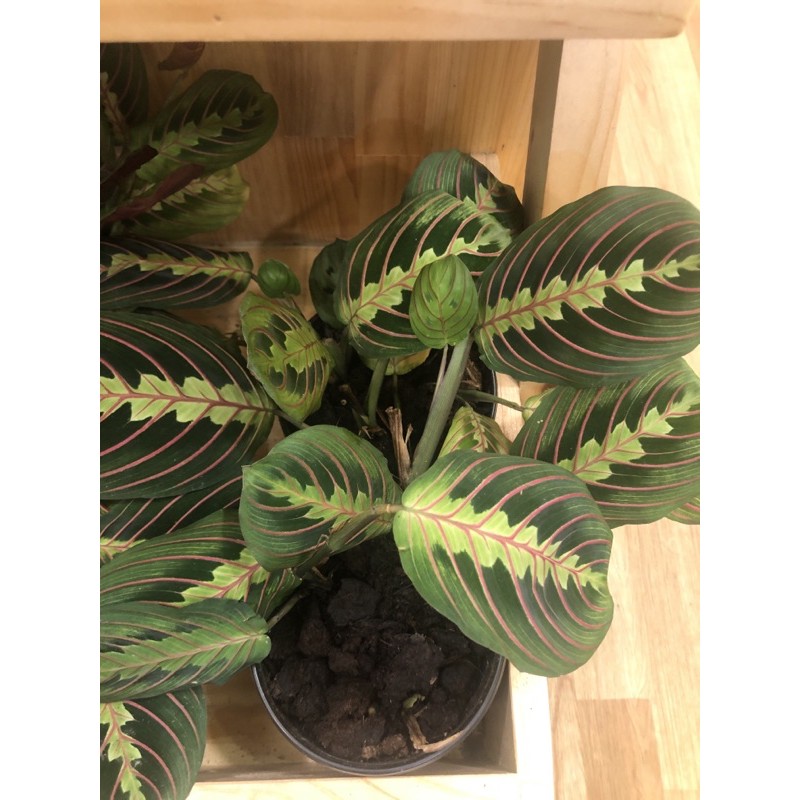 Maranta Prayer