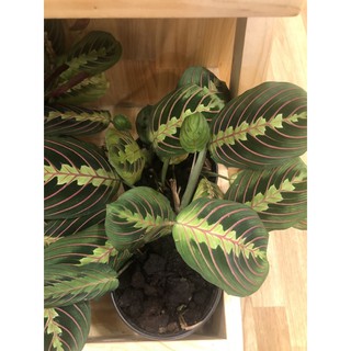 Maranta Prayer