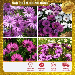 Bộ gói hạt giống cúc châu phi mix