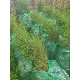 CÂY GIỐNG PHI LAO (CÂY DƯƠNG LIỄU, CÂY XÌ LAO)