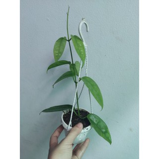 Lan cẩm cù đủ màu