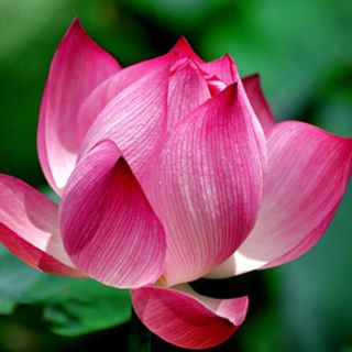 Hạt giống sen hồng lấy hạt và hoa