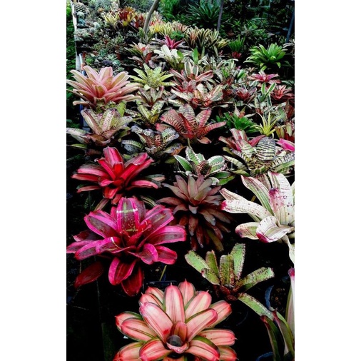 Chậu cứng Dứa Nam Mỹ tuyệt đẹp