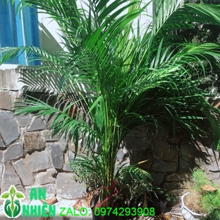 Bụi Cau Kiểng (chỉ giao hoả tốc)