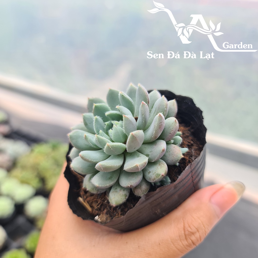Sen Đá NHÍM XANH size bầu 5-8cm VA Gaden - lỗi 1 đổi 1