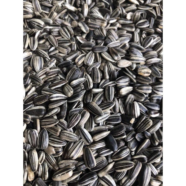 Hướng dương sọc nhỏ cho vẹt ăn gói 500g-1kg (chưa rang)