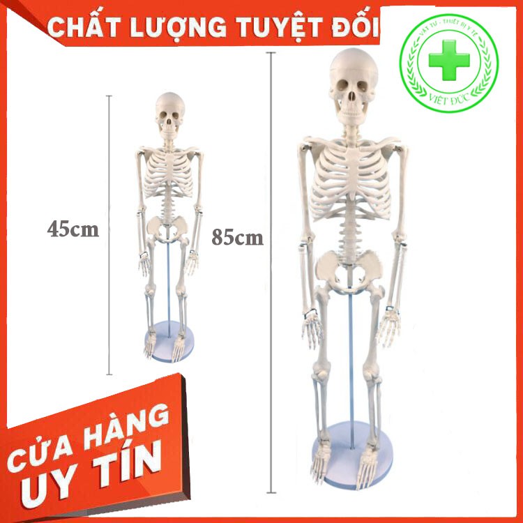 Mô hình xương người cao 45cm, 85cm