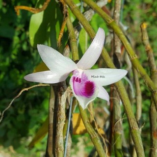 Hoa lan giả hạc mặt hoa như hình